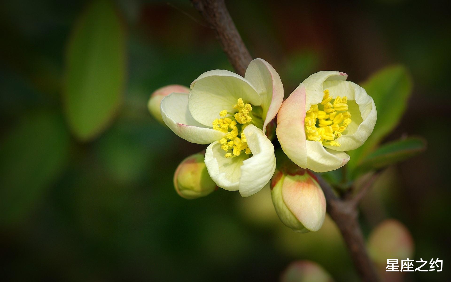 生肖|在11月上旬，蔷薇寄情，真爱降临，相见恨晚的三大星座