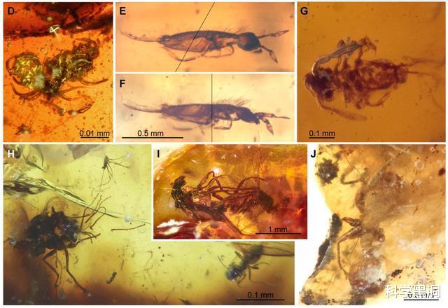 「科学家」世界上最尴尬的事，莫过于交配时变琥珀，4100万年后还要被围观