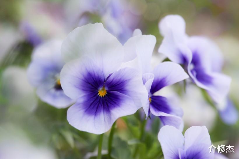 生肖@在7月,天不老情难绝,姻缘转身,甜蜜复合动情相守的四大生肖