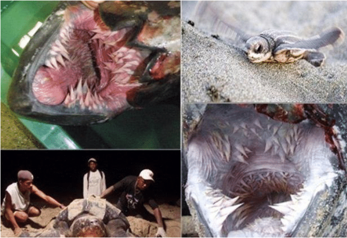 「盲鳗」球上七大最恐怖的动物嘴，雪茄鲨“不辱使命”，企鹅也上榜