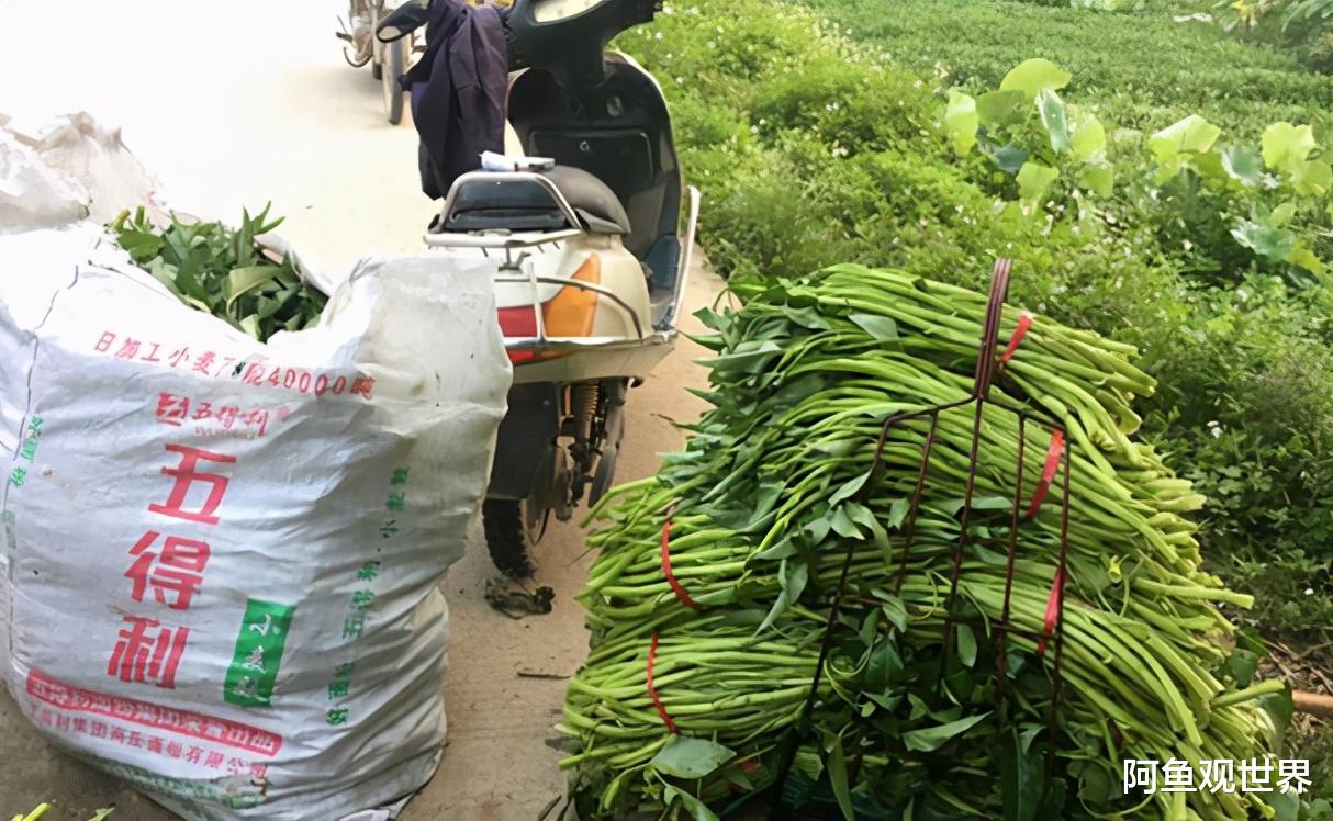 青菜|中国的一种蔬菜，国内不起眼，但是在美国换了名字，比肉价还贵