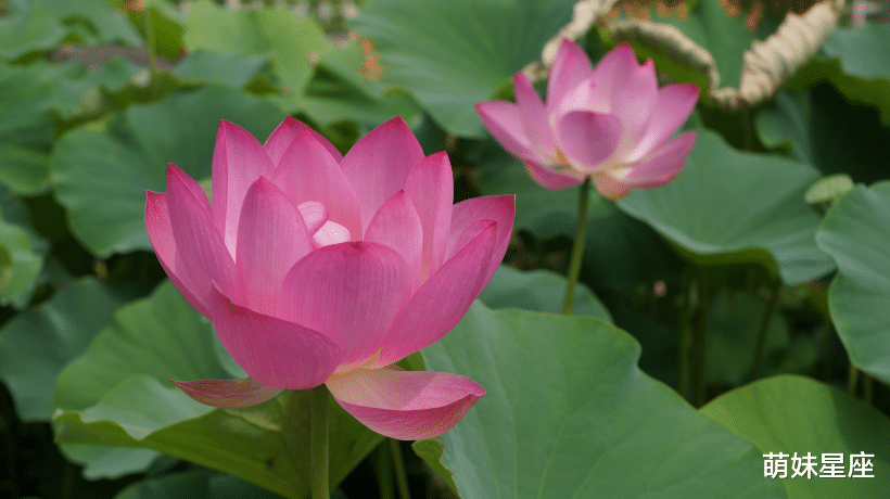 生肖|这4生肖苦盼姻缘到来，进入11月，迎桃花好彩头，喜结良缘喜脱单