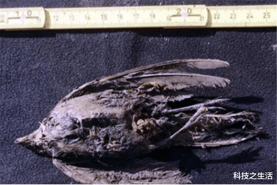 科学家|北极发现4.6万年前的小鸟，结构保存完整，科学家却高兴不起来！