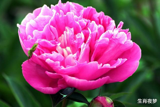 生肖▲情商最高的三大生肖女，撒娇卖萌样样精通，不遭人嫌，受婆婆喜欢