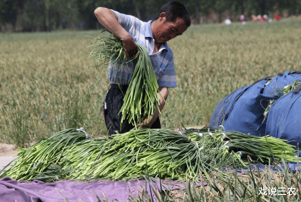 福建省：蒜薹遭遇“滑铁卢”，行情大幅下跌，4毛/斤堆成堆，老农如何是好？