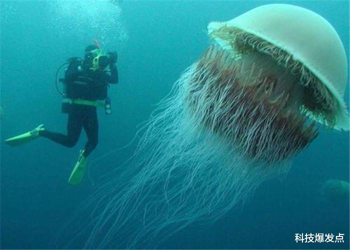 [水母]被称为来自地狱的生物，触手长达10米，百年间只见到115次！