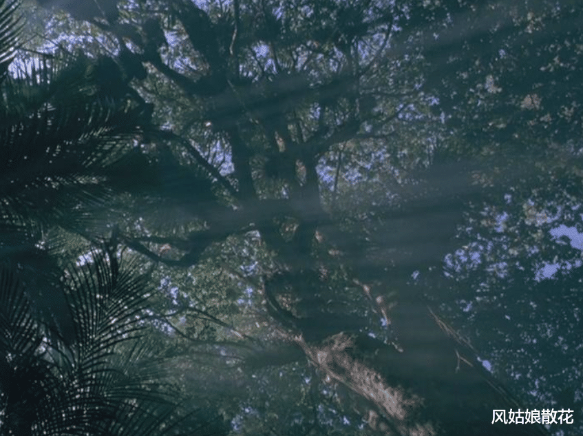 预告片|她六岁放弃讲话，只以钢琴诉说心声，却受到了世人的排挤