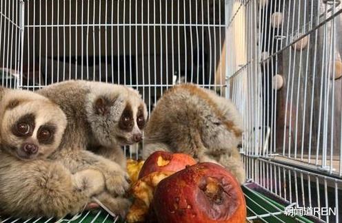 野味究竟有何魔力，总有些人为之着迷