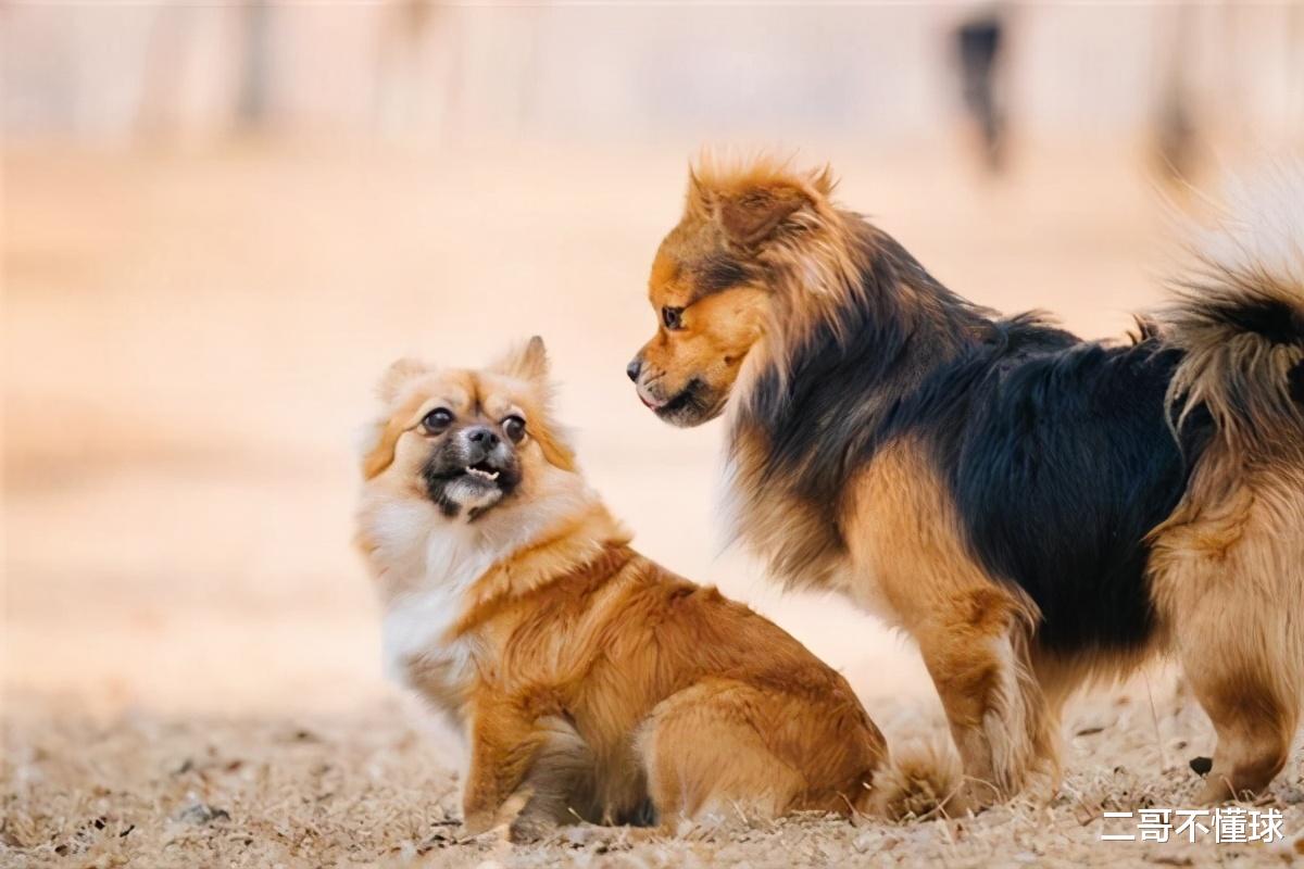 响尾蛇|地球上的动物交配时间最长会持续多久?8小时?14小时?一天?