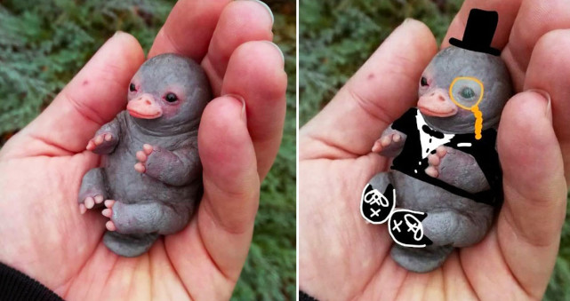 恒星|会下蛋会哺乳的鸭嘴兽，杂糅多物种特征：谁说我的嘴巴是假的？