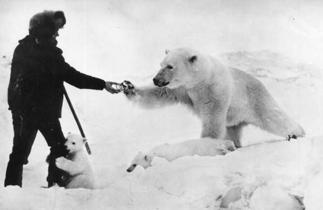 [江油]熊出没咬3人！四川江油黑熊突然现身，咬死送儿读书母亲和村民