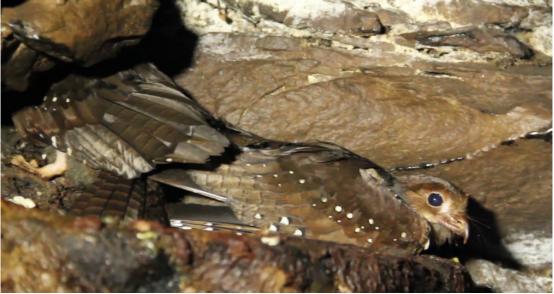 火星探测器|这鸟因为“太胖”，结果被抓去熬油了，然而它的叫声却能让人失聪