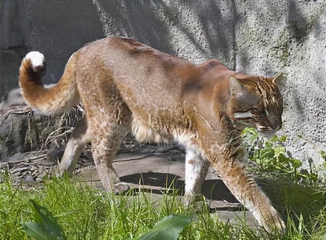 老虎|史书记载的猛兽"彪"是否存在?相传能咬死老虎,如今却已濒临灭绝