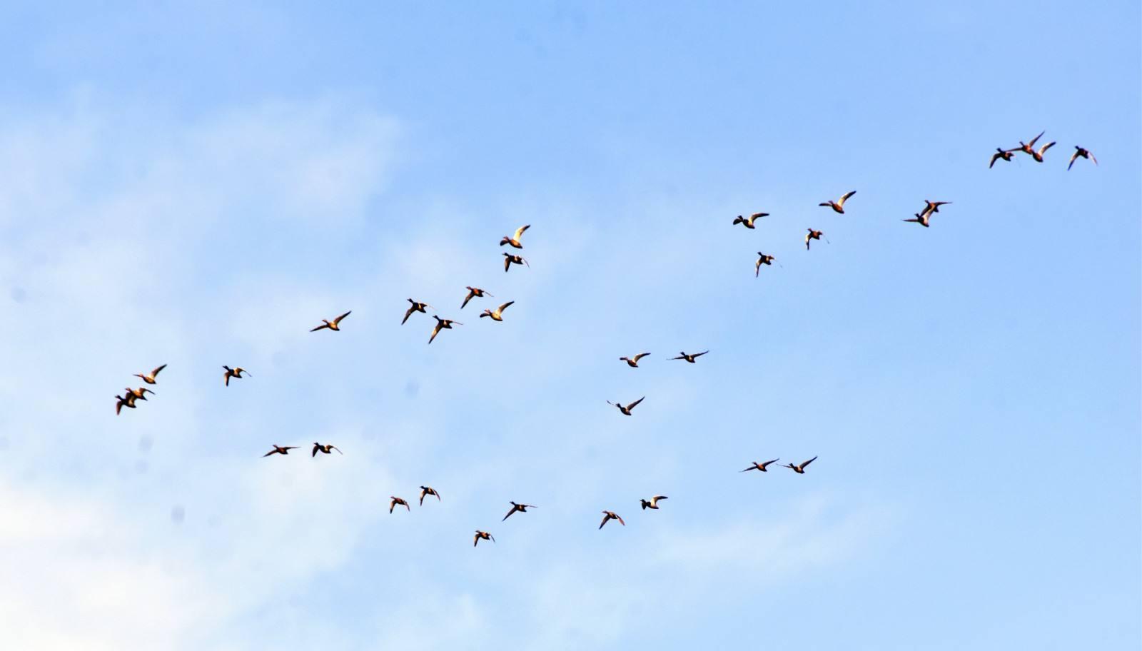 科学家|汶川地震前，曾出现的3种“怪异现象”，科学家至今仍难以解释