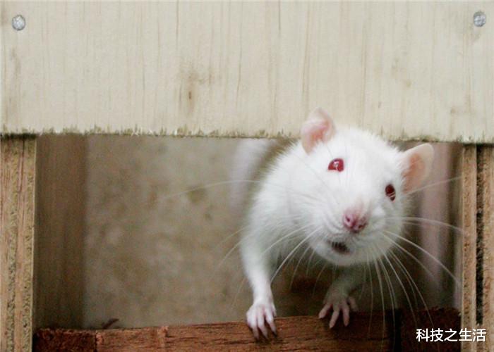 「科学家」老鼠究竟有何特殊？为何在每个鼠年，都会出现很多的灾难呢？