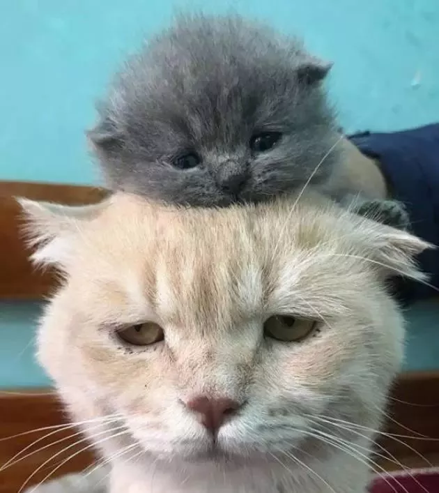 邻居带小奶猫上门认亲，大橘一脸生无可恋，大橘：你听我解释啊！