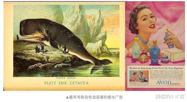 【抹香鲸】鲸鱼的排泄量巨大，为何它们的粪便价值却远超黄金