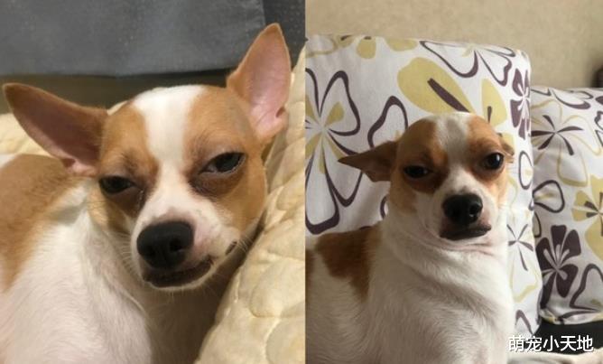 路人被大只吉娃娃吓坏：混到比特犬？爸爸揭它真实体重