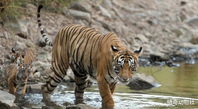 老虎|野生的老虎究竟有多厉害？