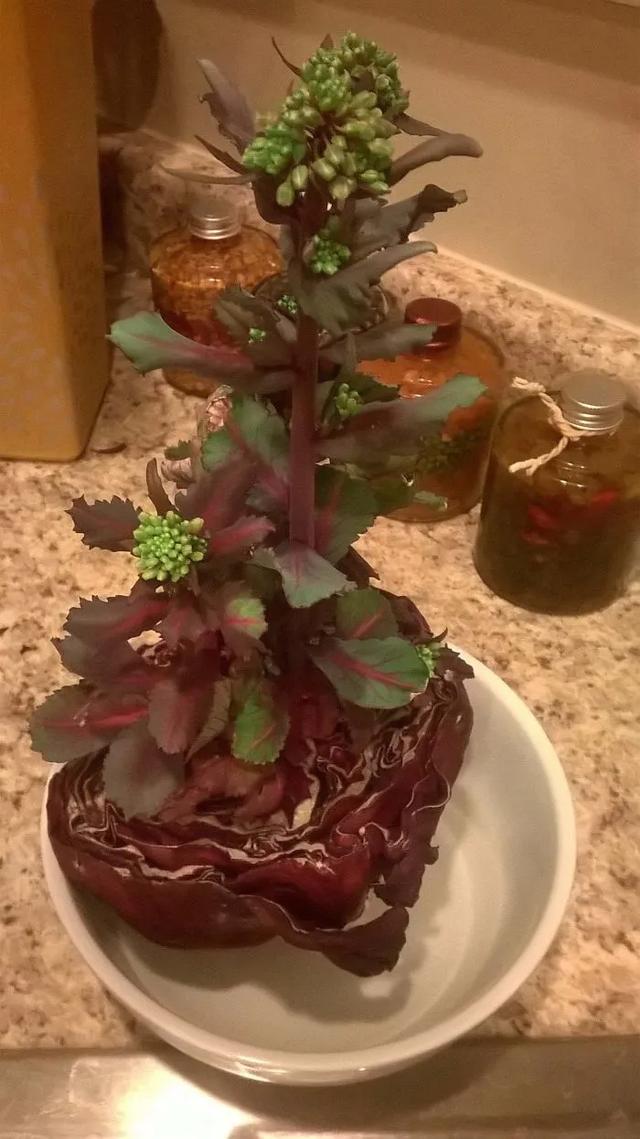 科学家|看完这20张神奇的图片，小学文化的我感觉成了科学家