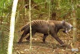 「毒液」新生代生物图鉴：哺乳动物顽强对抗恐龙后代，人类先祖出现