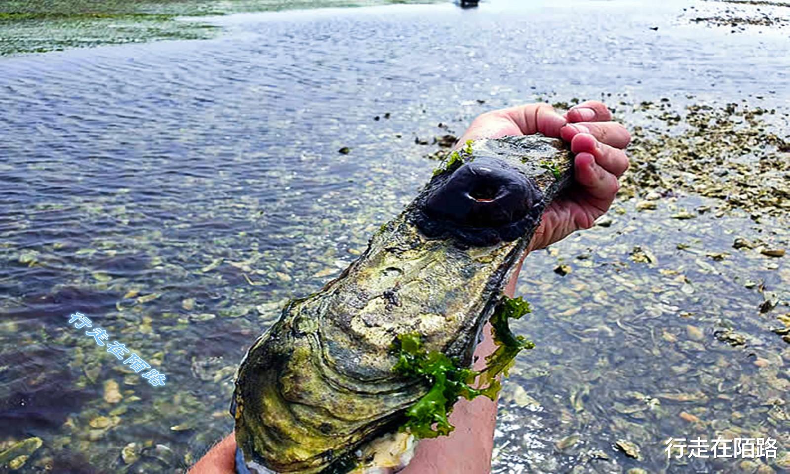 原住民|探秘库页岛：一年下雪八个月，当地人不敢聊原住民的话题