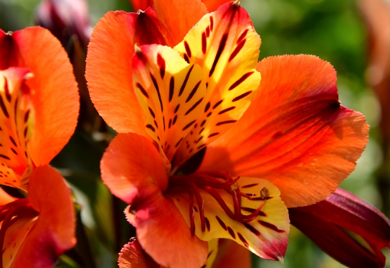 【生肖】5月中旬，4属相财运与日俱增，收入翻倍，富贵多金，一帆风顺