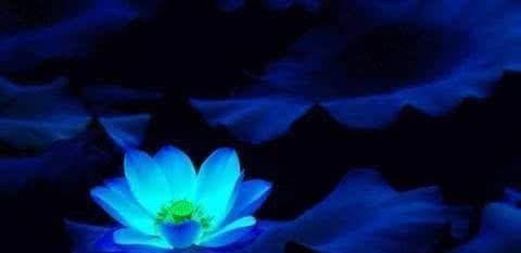 『灭世』四朵远古神莲，第三无天黑莲，第一不为天地所容，化成三教至宝！