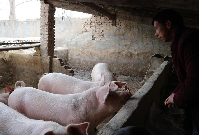 猪肉|盖红章和蓝章的猪肉有何区别？买的时候一定要擦亮眼睛，别买错了