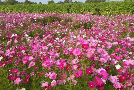 天蝎座|8月运势大吉，4属相生意兴隆，财源广进，衣食无忧，好运连连