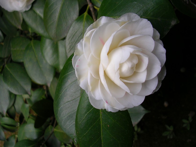 『生肖』6月中旬，姻缘回归，转角遇旧爱，再度牵手共渡热恋的四大生肖