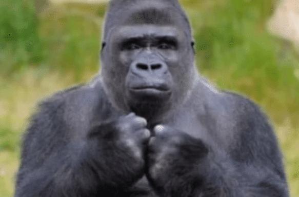 『科学家』大猩猩跟人类能否有后代？女科学为此“亲自”实验，结果怎样？