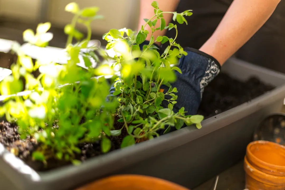 money|Old Money最爱的庭院，原来是这样设计的？！