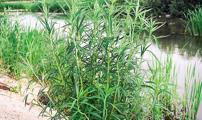 野菜|曾是河边1杂草,今15元1斤,李时珍:久食补中益气,明目轻身