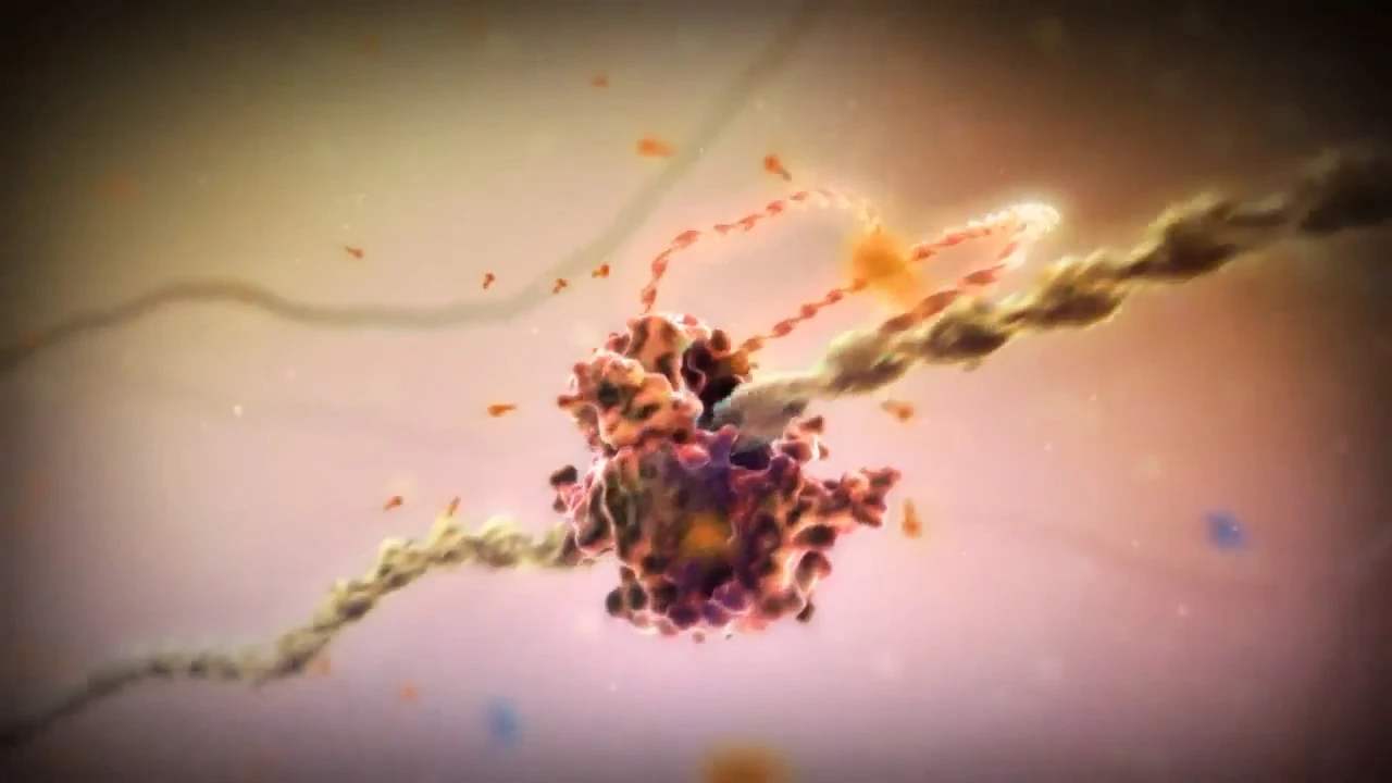 科学家|自己无法决定能活多久？科学家：没出生时寿命其实就已经定下