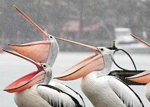 各有千秋|下大雨时,鸟类都去哪里去躲雨?原来方法各有千秋
