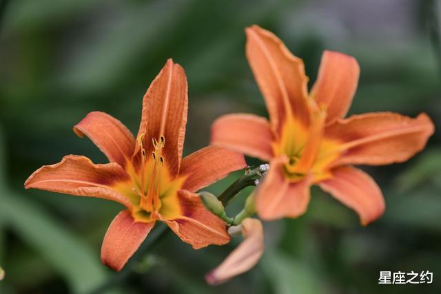 生肖|在9月份，红鸾心动，再度牵手，不离不弃的三大星座