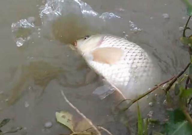 |野钓总跑鱼，你需要正视问题完善细节，才能享受搏鱼上岸的乐趣