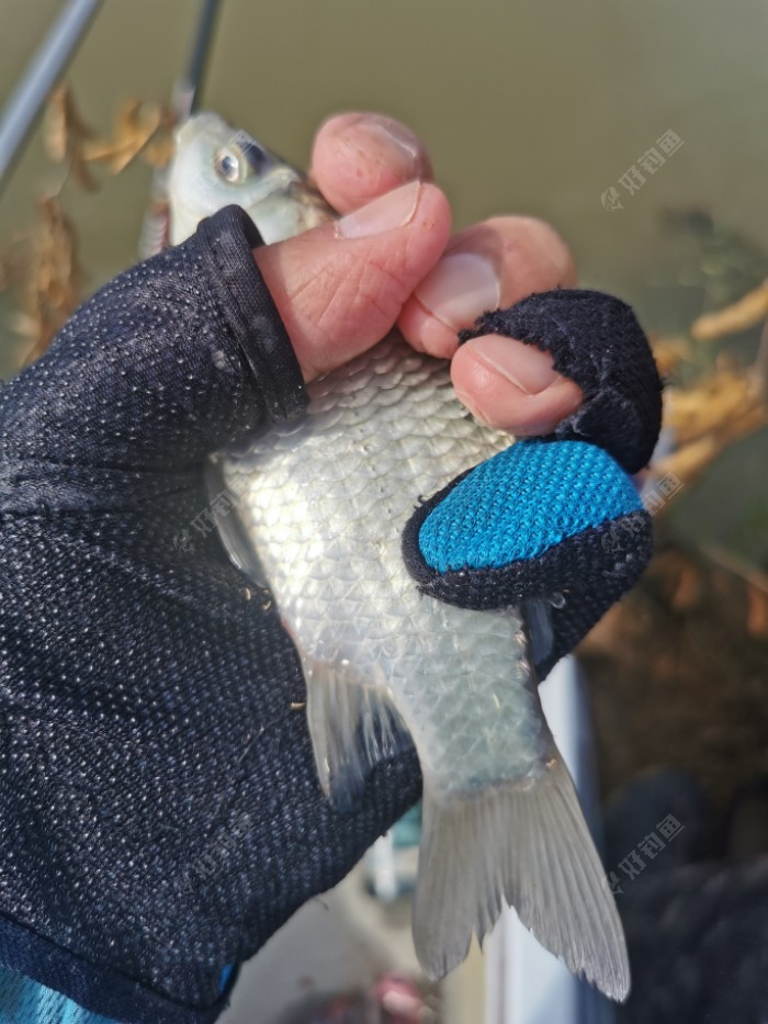 |秋意渐浓，在秋风中享受垂钓的快乐