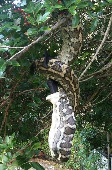 蟒蛇|世界上最大的蛇 《狂蟒之灾》里的蟒蛇都只能占第二