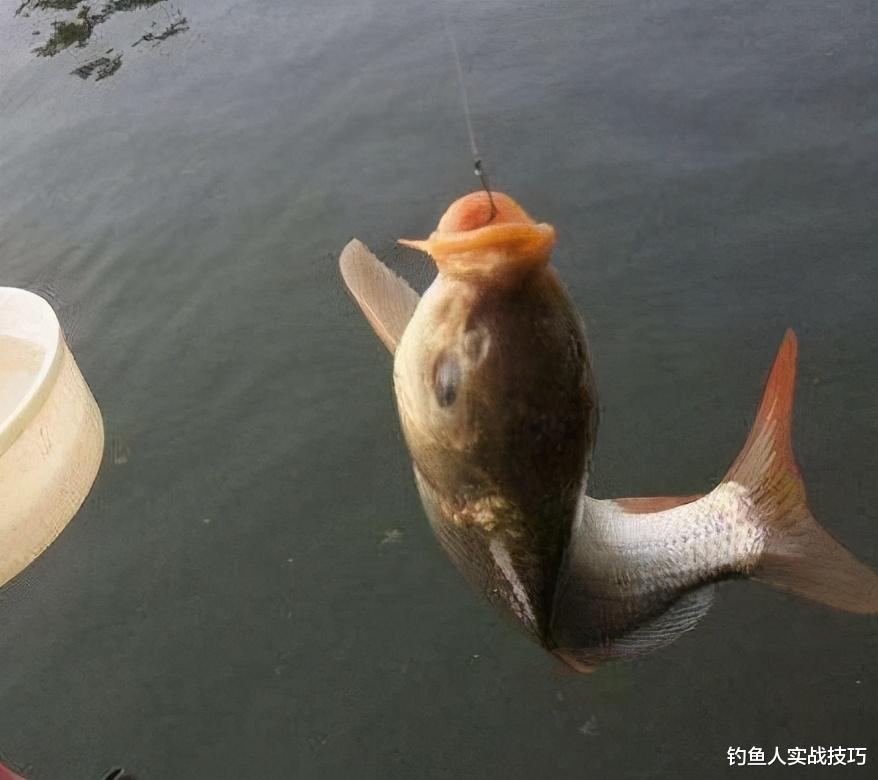 |立冬过后钓鱼难度很大,掌握好几点,也可以有个好的渔获