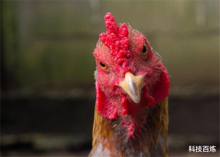 【】假如人类不再吃肉，一只鸡最长能活多久？没想到答案是这样！