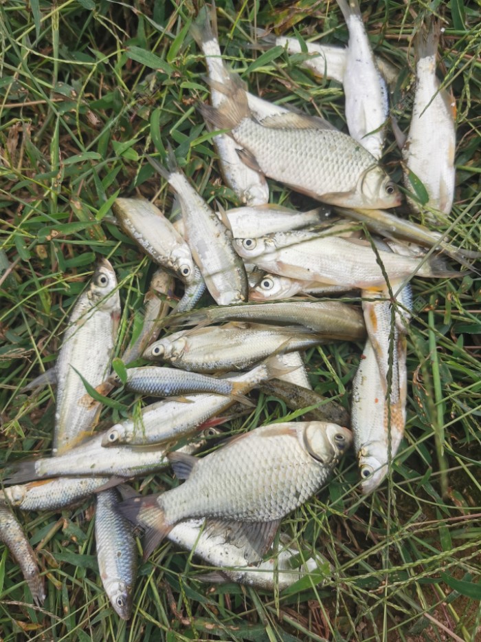 |秋意渐浓，在秋风中享受垂钓的快乐