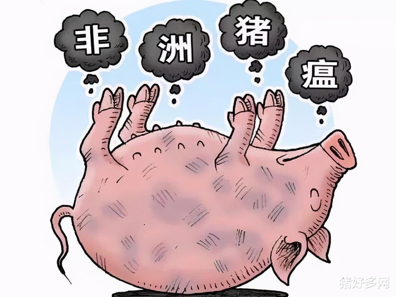 11月1日20公斤仔豬價格有價無市，積壓市場，跌勢已成必然！-圖3