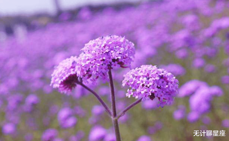 |十月份，桃花旺、情意合、爱之深的4个星座，期待的感情如期而至