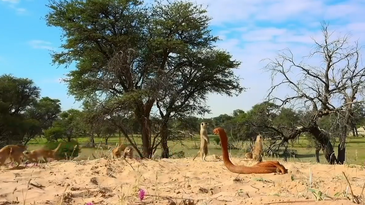 『生肖』属这几大生肖的人，内心稳重如石，从不违背良心，6月起头66开彩