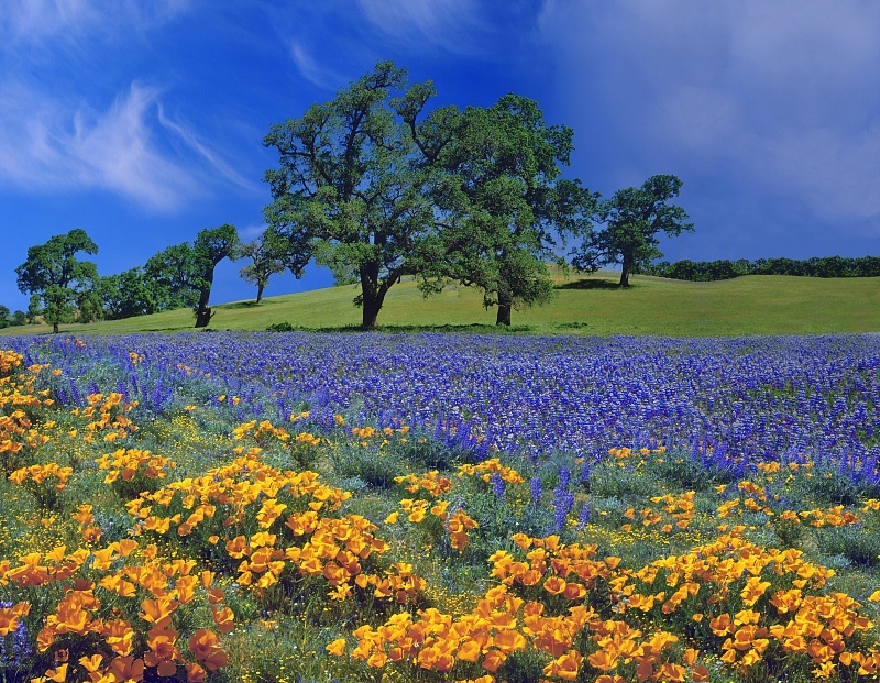 ：恭喜您！6月初喜鹊门前叫，家中必有大喜，赚钱顺顺利利