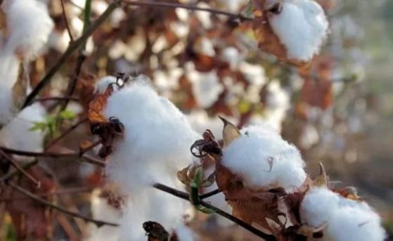 #印度#印度低价将棉花出口给我国又高价买回去，有问题？原因让我们沉默