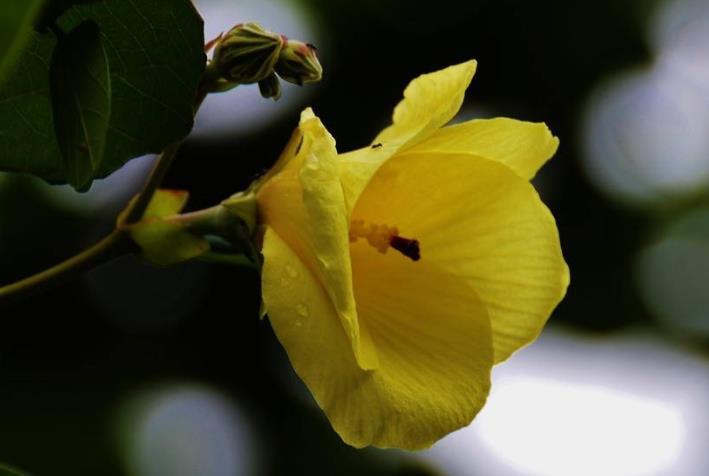生肖|11月开始，喜从天降，财神爷庇佑，前途一片光明的生肖