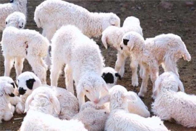 清华大学|宁愿放弃80万年薪，也要回农村养羊的清华硕士，如今现状如何？